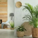 I consigli su quali piante da appartamento regalare
