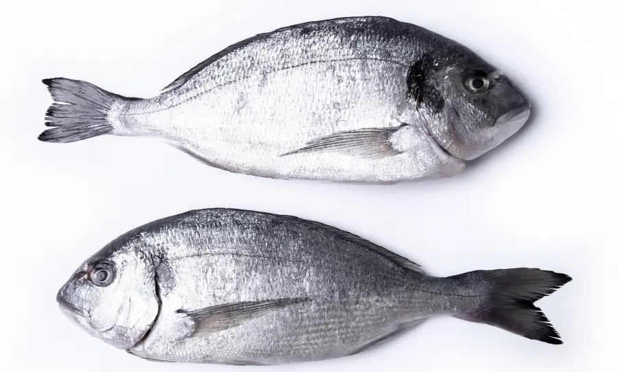 Certificazioni ittiche, cosa sono e come ottenerle