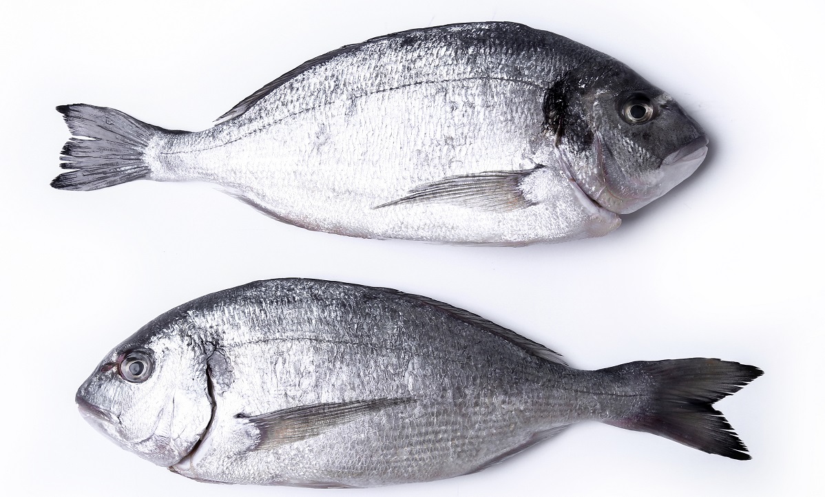 Certificazioni ittiche, cosa sono e come ottenerle