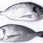 Certificazioni ittiche, cosa sono e come ottenerle